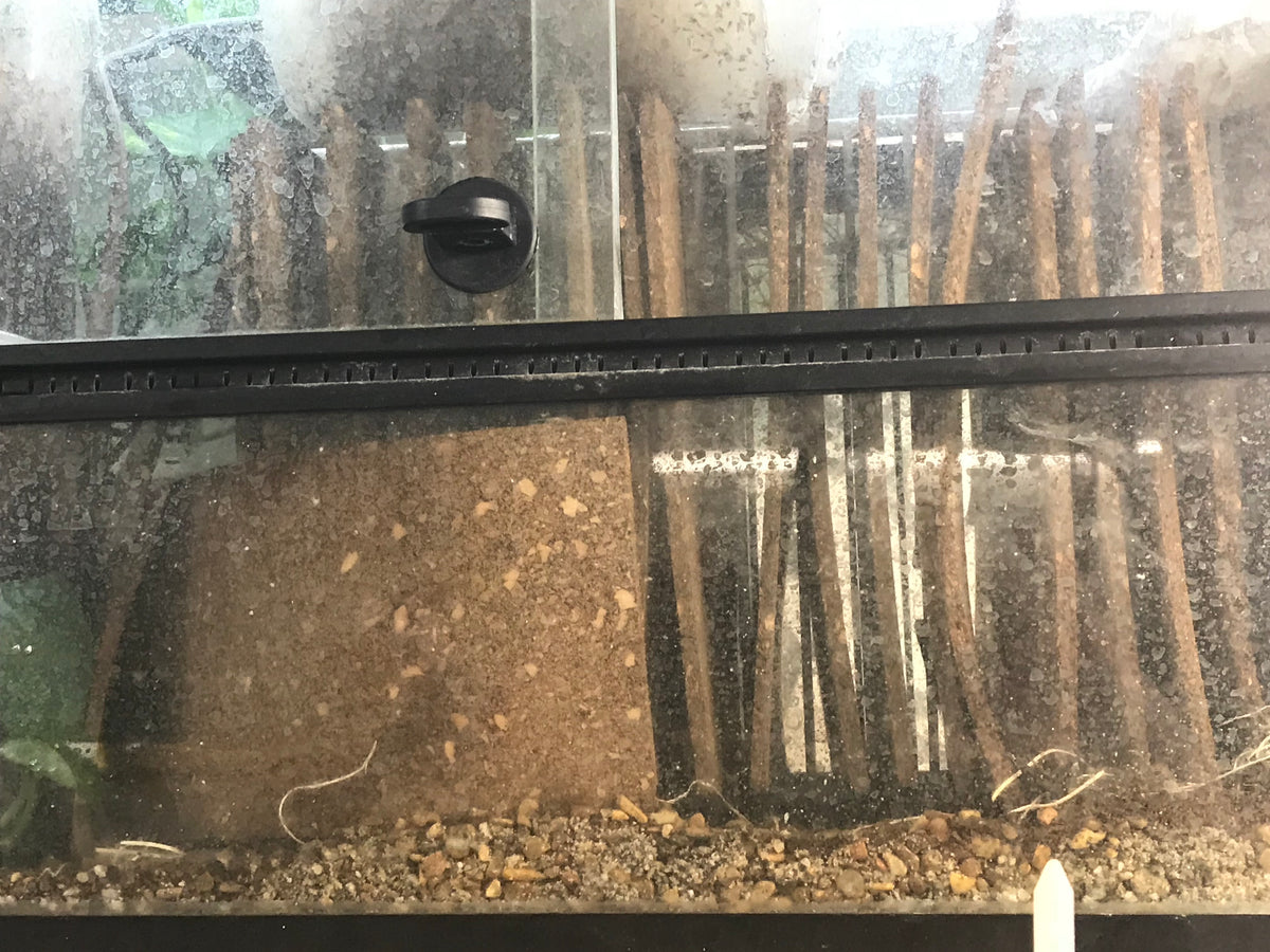 Metallyticus splendidus. Iridescent bark mantis - USMANTIS