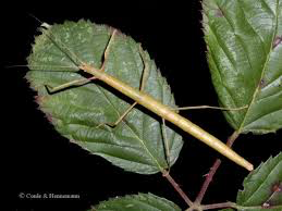Carausius morosus 'Indian' or 'laboratory' stick insects 6-pack sale - USMANTIS