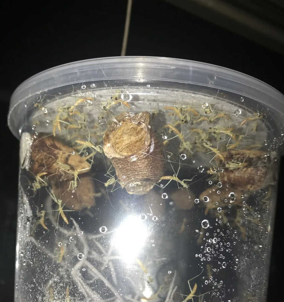 Mantis Hatching Container Vented with Port