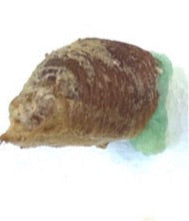 Rhombodera stalli Giant Shield Mantis - USMANTIS