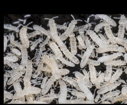 Springtail Food bioactive - USMANTIS