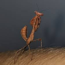 Deroplatys truncata - USMANTIS