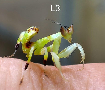 Helvia cardinalis Yellow orchid flower mantis - USMANTIS