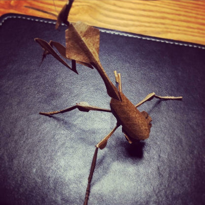 Paper insects - USMANTIS