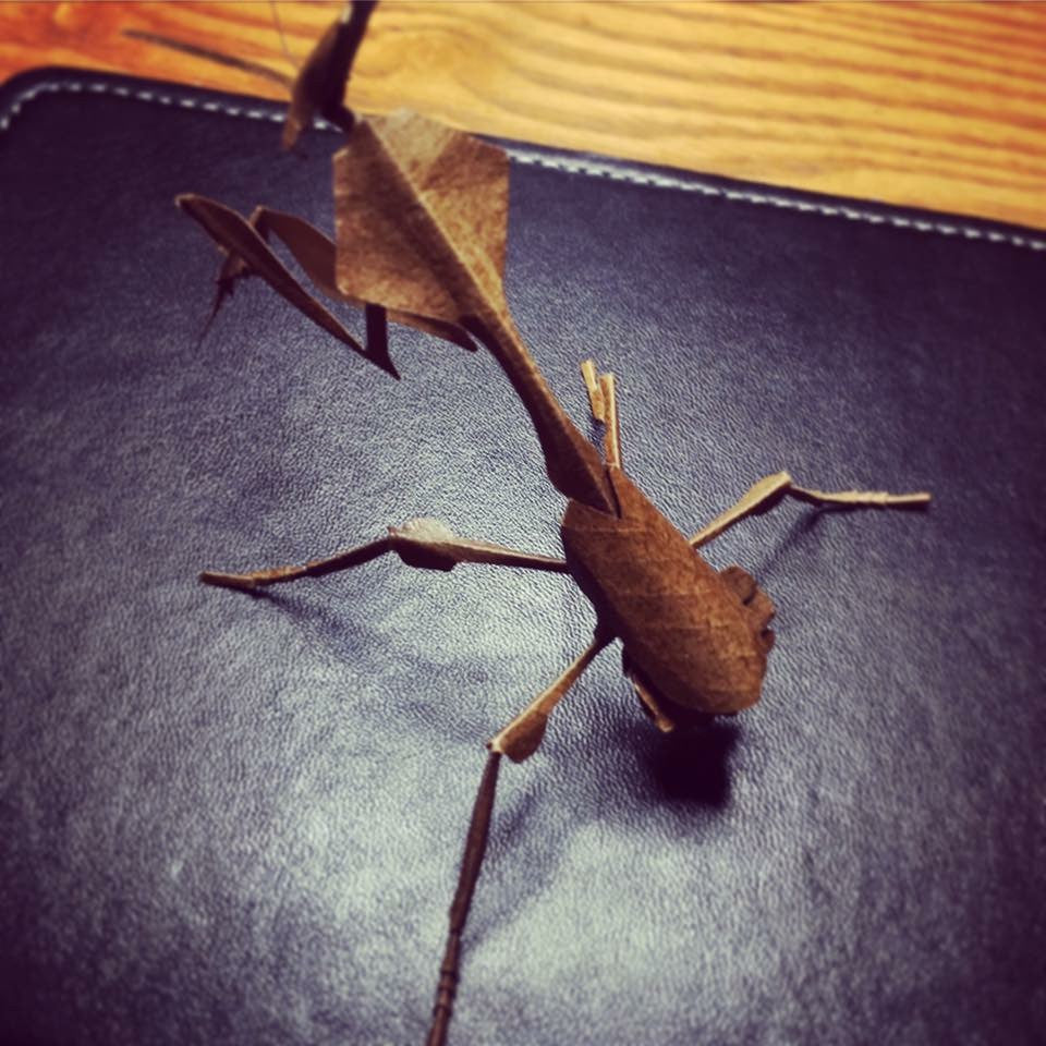 Paper insects - USMANTIS