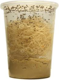 New! Golden hydei flightless fruit flies cultures - USMANTIS