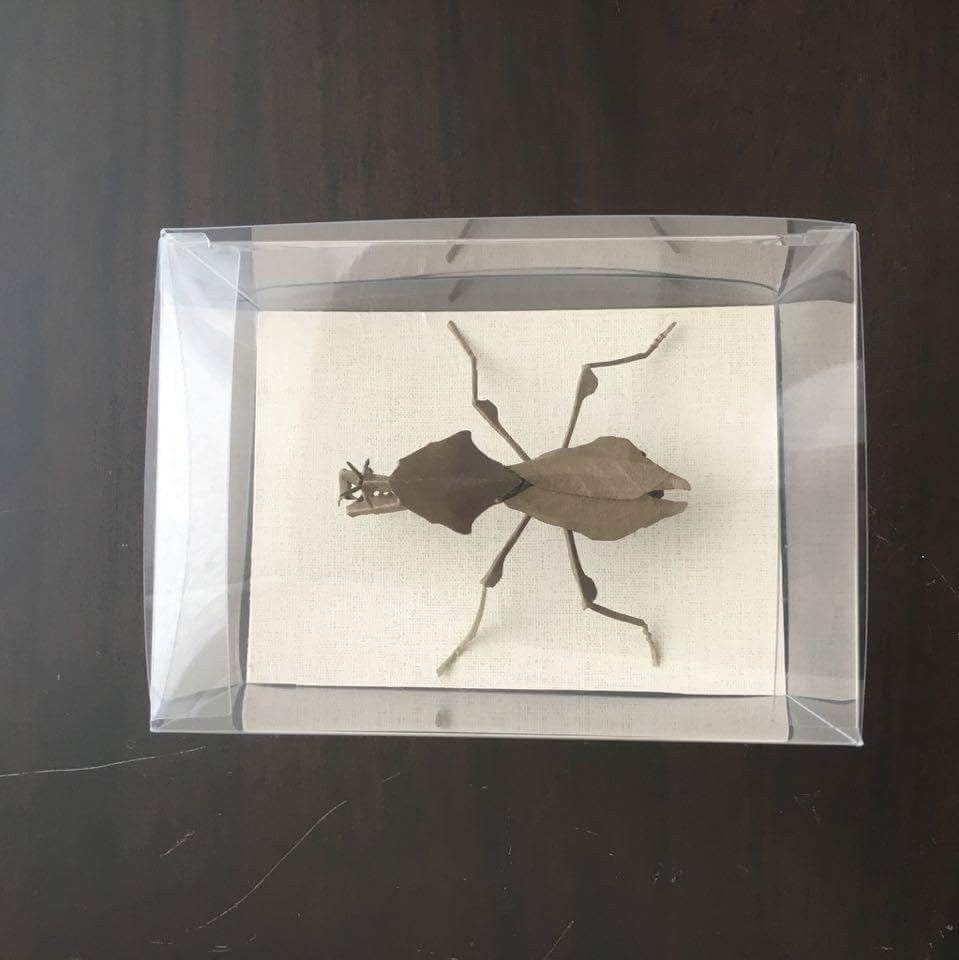 Paper insects - USMANTIS