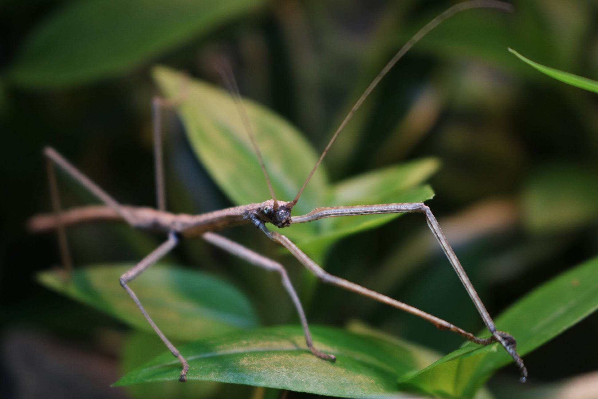 Phaenopharos Khaoyaiensis Stick Insect (Bud-Wing) 6-pack - USMANTIS