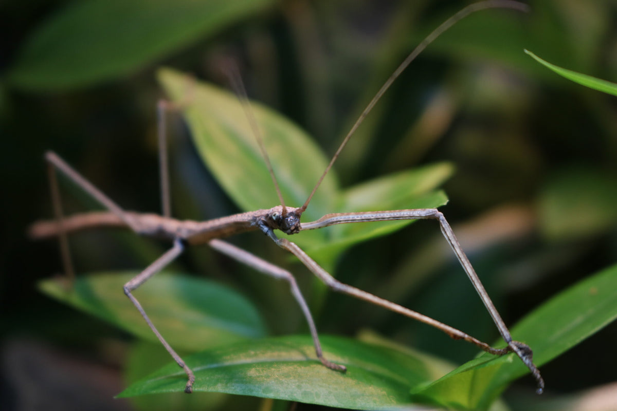 Phaenopharos Khaoyaiensis Stick Insect (Bud-Wing) 6-pack - USMANTIS