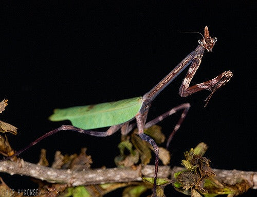 Phyllovates chlorphaea, con el nombre común de mantis unicornio de Texas,