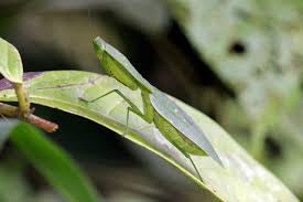 Choerdodis rhomboidea Mantis escudo peruana NUEVA “Cobra Mantis “
