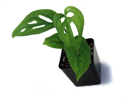 Monstera adansonii, Swiss Cheese Plant - USMANTIS
