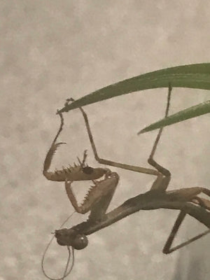 Plistospilota guineensis "Mega Mantis"