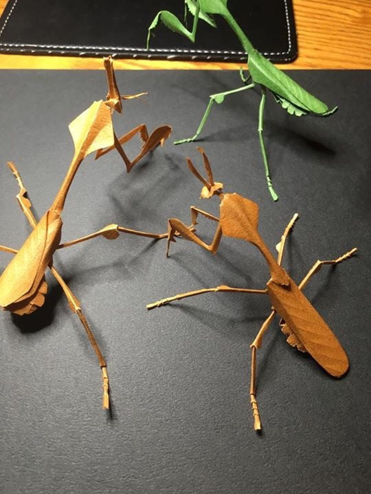 Paper insects, Paper Insects - USMantis.com