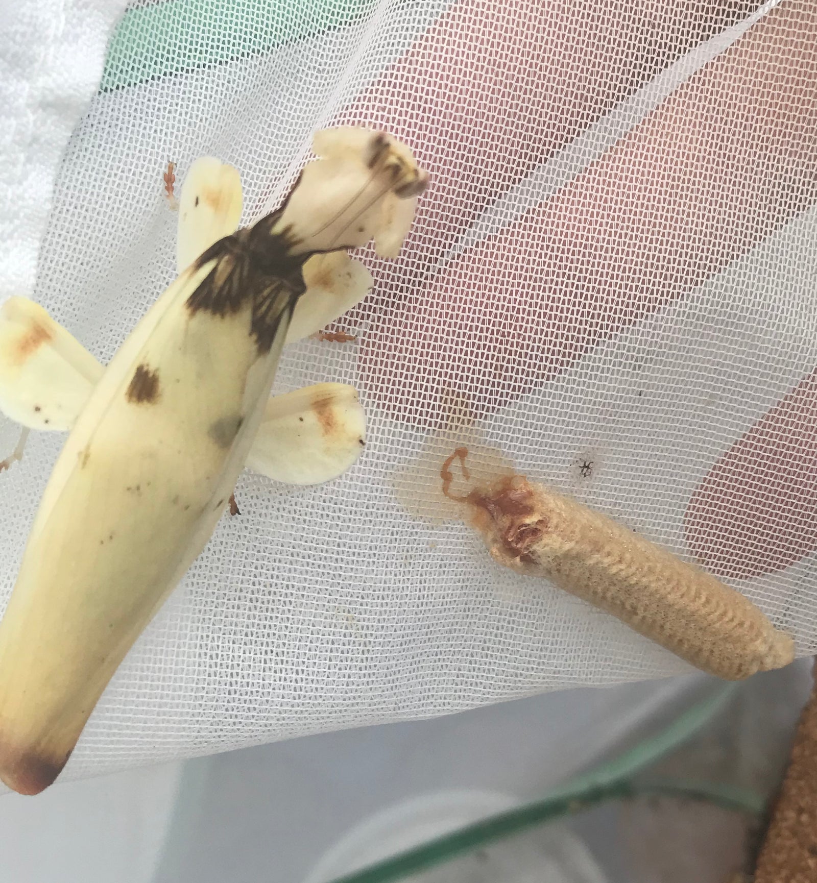 Hymenopus coronatus - Orchid Flower mantis "Kung Fu Mantis" - USMANTIS