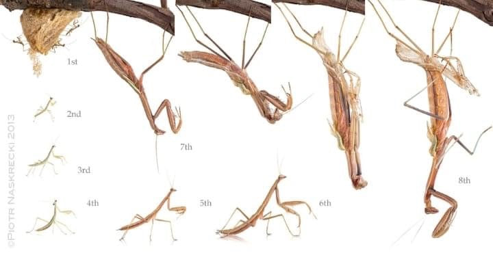 Rhombodera Basalis Giant Shield Mantis