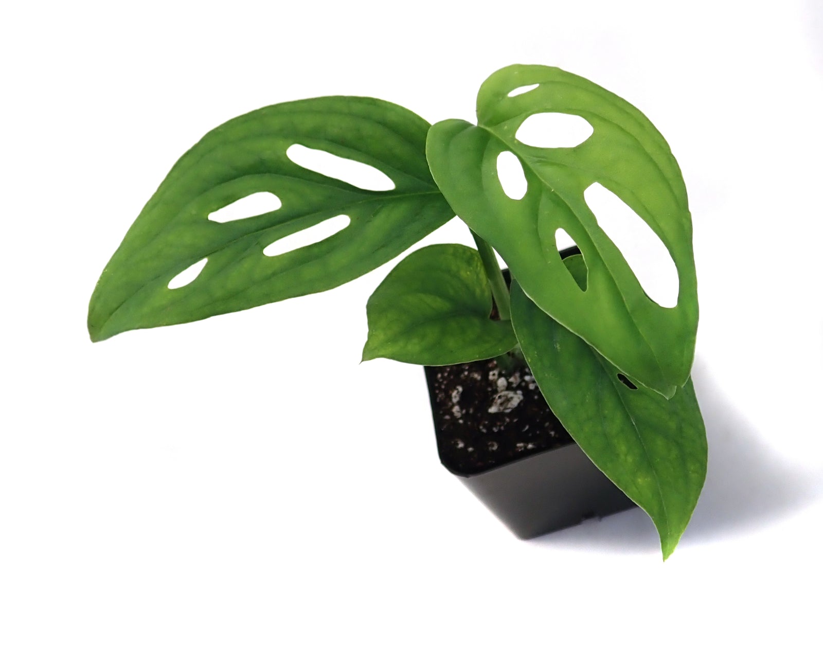 Monstera adansonii, Swiss Cheese Plant - USMANTIS