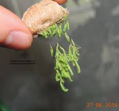 Omomantis zebrata Zebra mantis beautiful! - USMANTIS