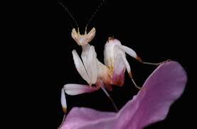 Hymenopus coronatus - Mantis flor de orquídea "Kung Fu Mantis"