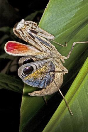 Pseudempusa pinnapavonis Peacock mantis