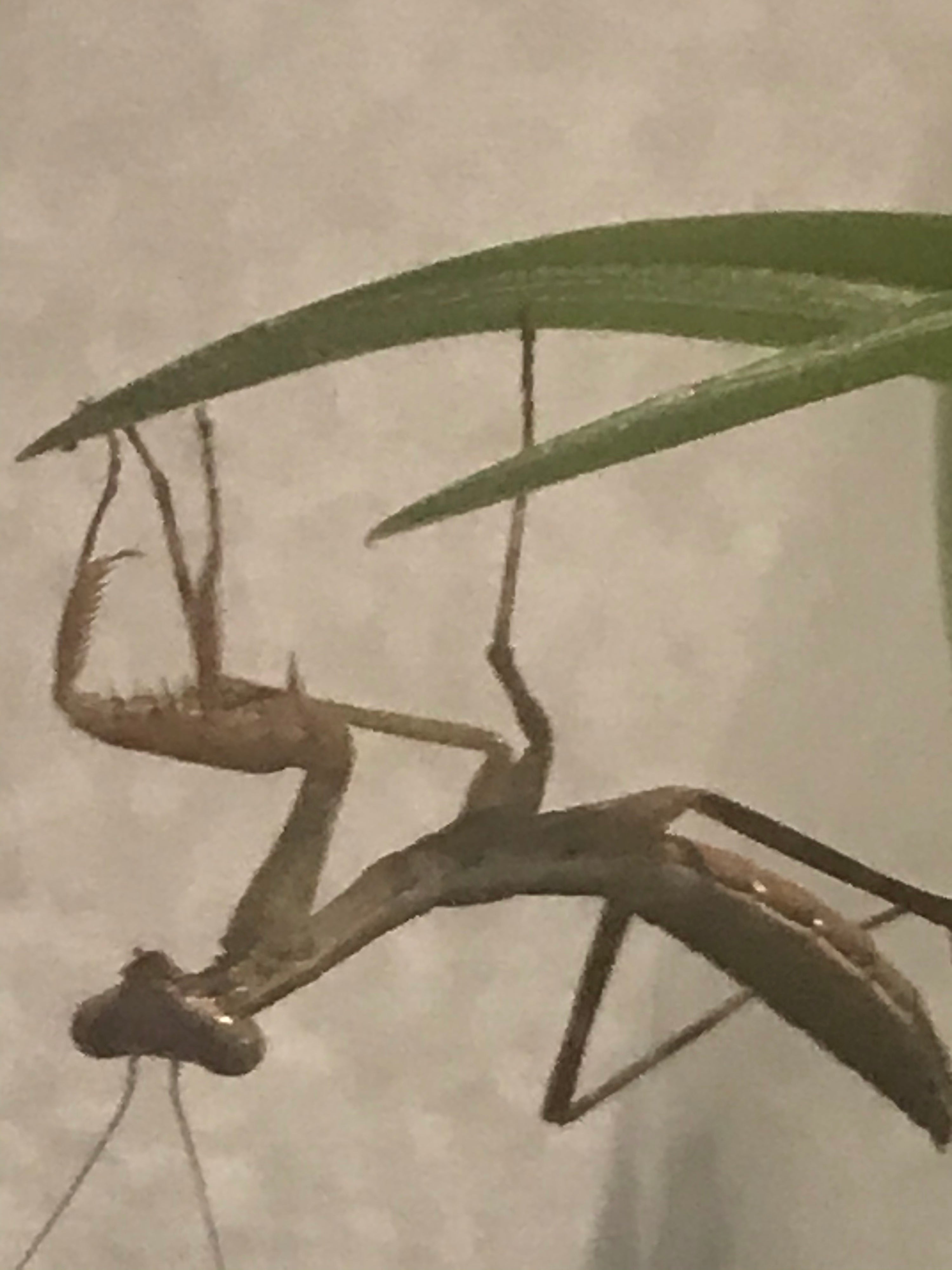 Plistospilota guineensis 