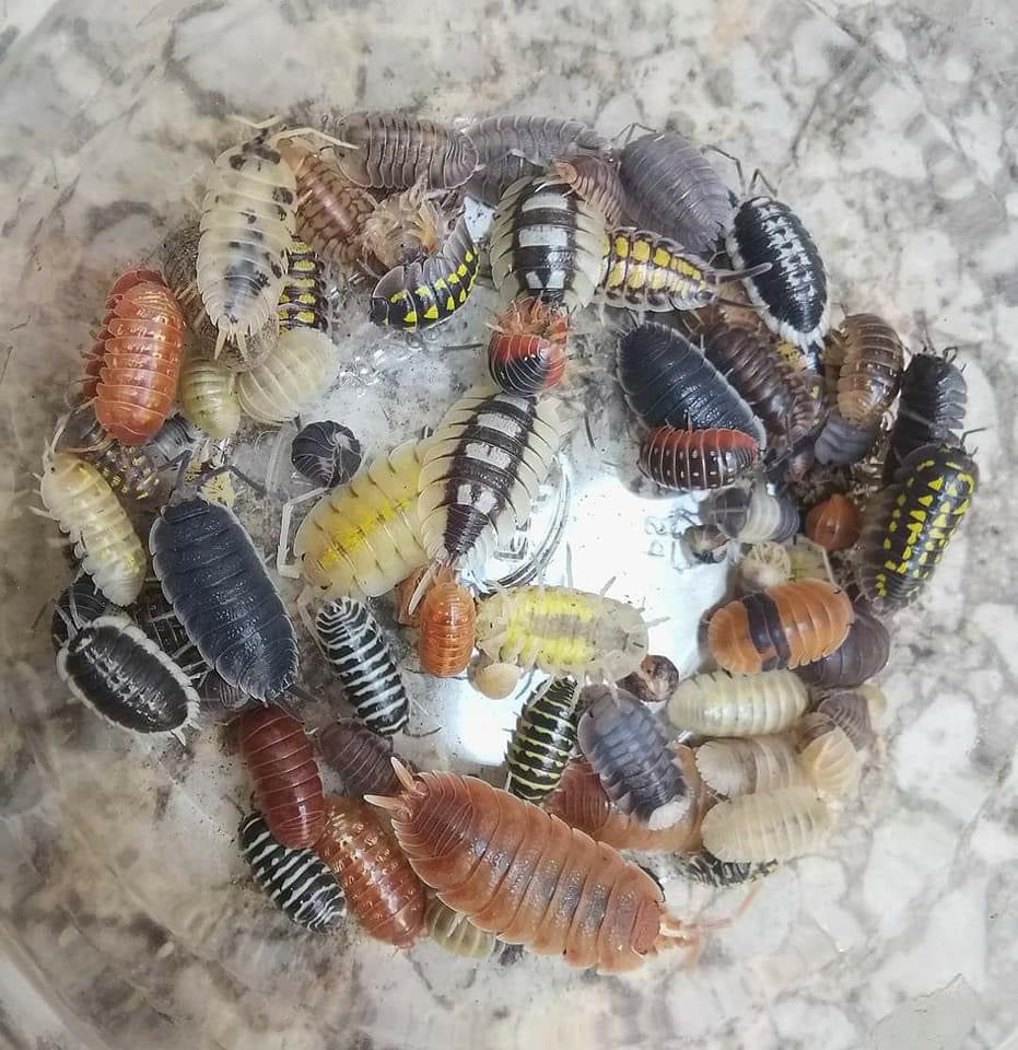 Rubber Ducky Isopods on Sale Live 6 pack - USMANTIS