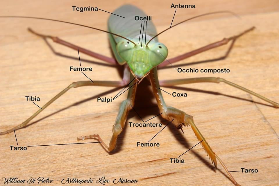 Rhombodera megaera Giant Thai praying mantis - USMANTIS