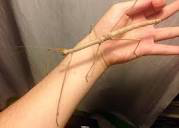 Phaenopharos Khaoyaiensis Stick Insect (Bud-Wing) 6-pack - USMANTIS