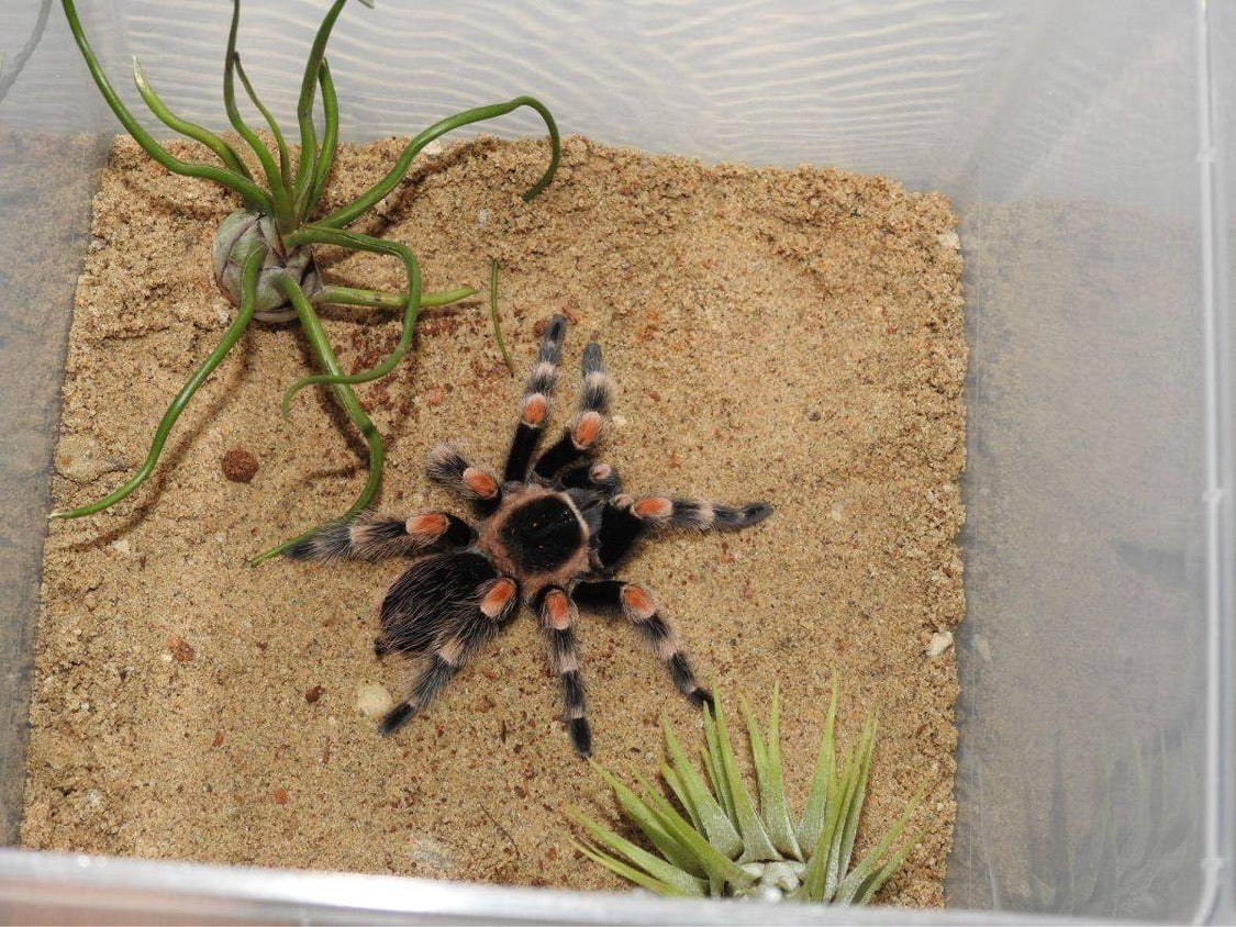 Nano Cribs Invertebrate Bio-active Habitat - USMANTIS