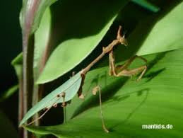 Sibylla dolosa - USMANTIS