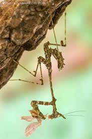 Sibylla dolosa - USMANTIS