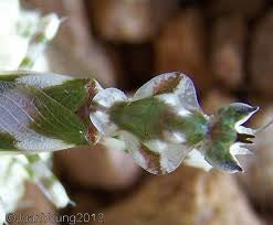 Harpagomantis tricolor flower - USMANTIS