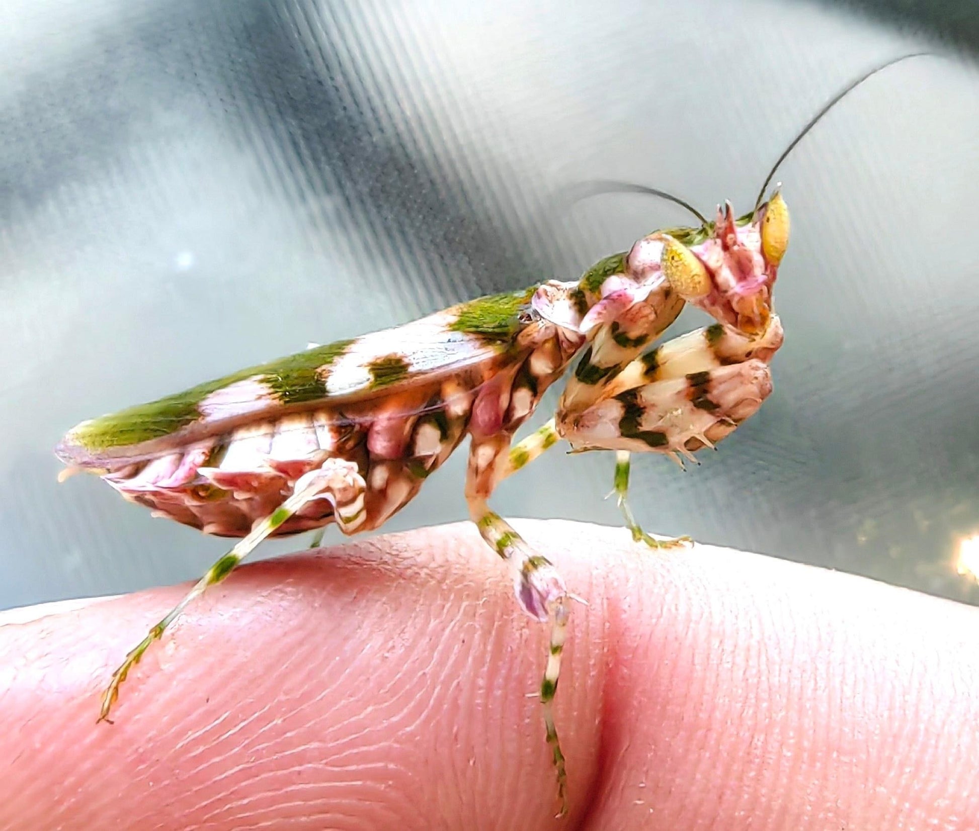 Harpagomantis tricolor flower - USMANTIS