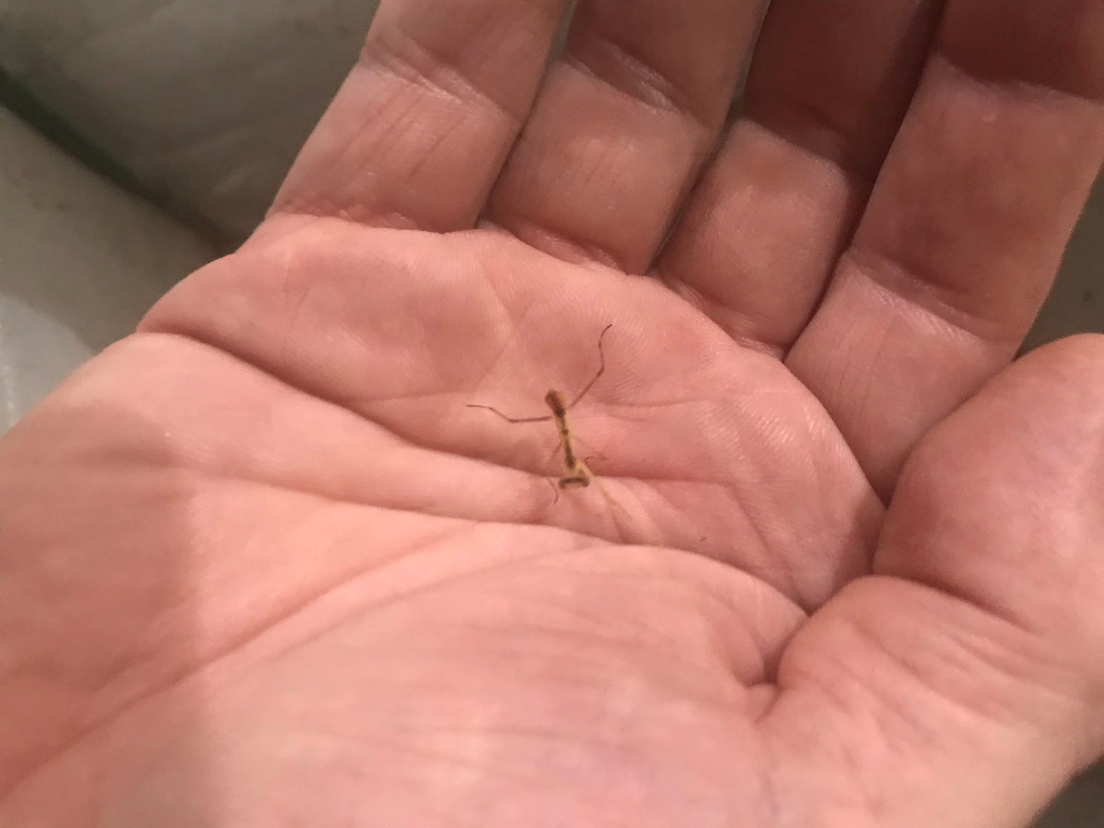 Rhombodera megaera Giant Thai praying mantis - USMANTIS