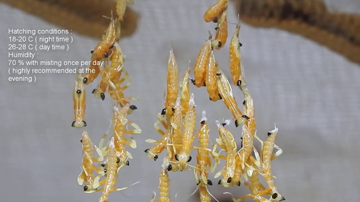 Helvia cardinalis Yellow orchid flower mantis - USMANTIS