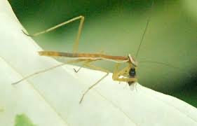 Sphodromantis lineola Giant African Mantis ooths and live - USMANTIS