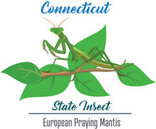 Mantis religiosa europea M. Ooths religiosas