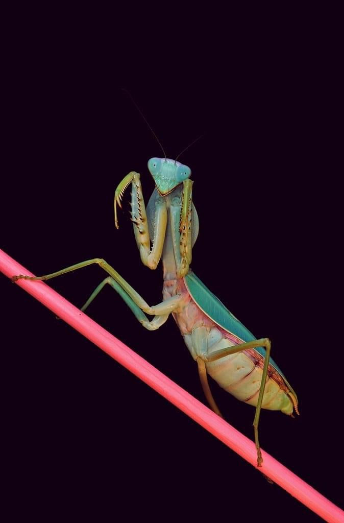 Rhombodera stalli Giant Shield Mantis - USMANTIS