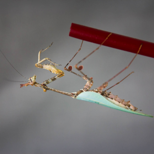 Cryptic-Mantis Sibylla pretiosa - USMANTIS