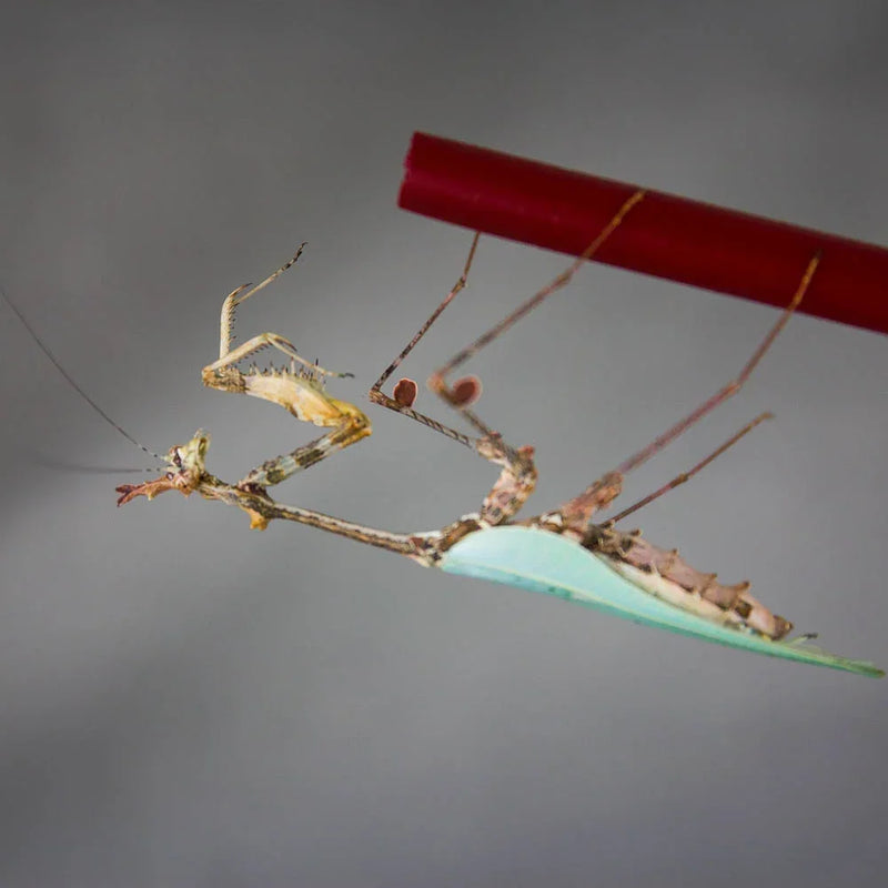 Cryptic-Mantis Sibylla pretiosa $40.00