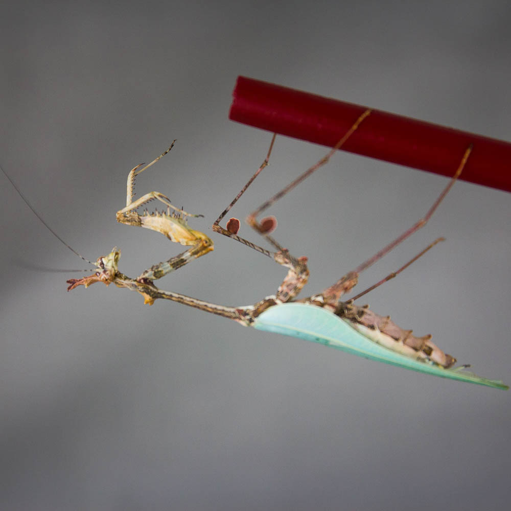 Cryptic-Mantis Sibylla pretiosa - USMANTIS