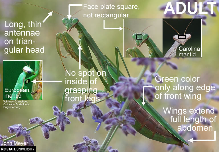 Chinese Praying Mantis ooth eggs case live bulk wholesale - USMANTIS