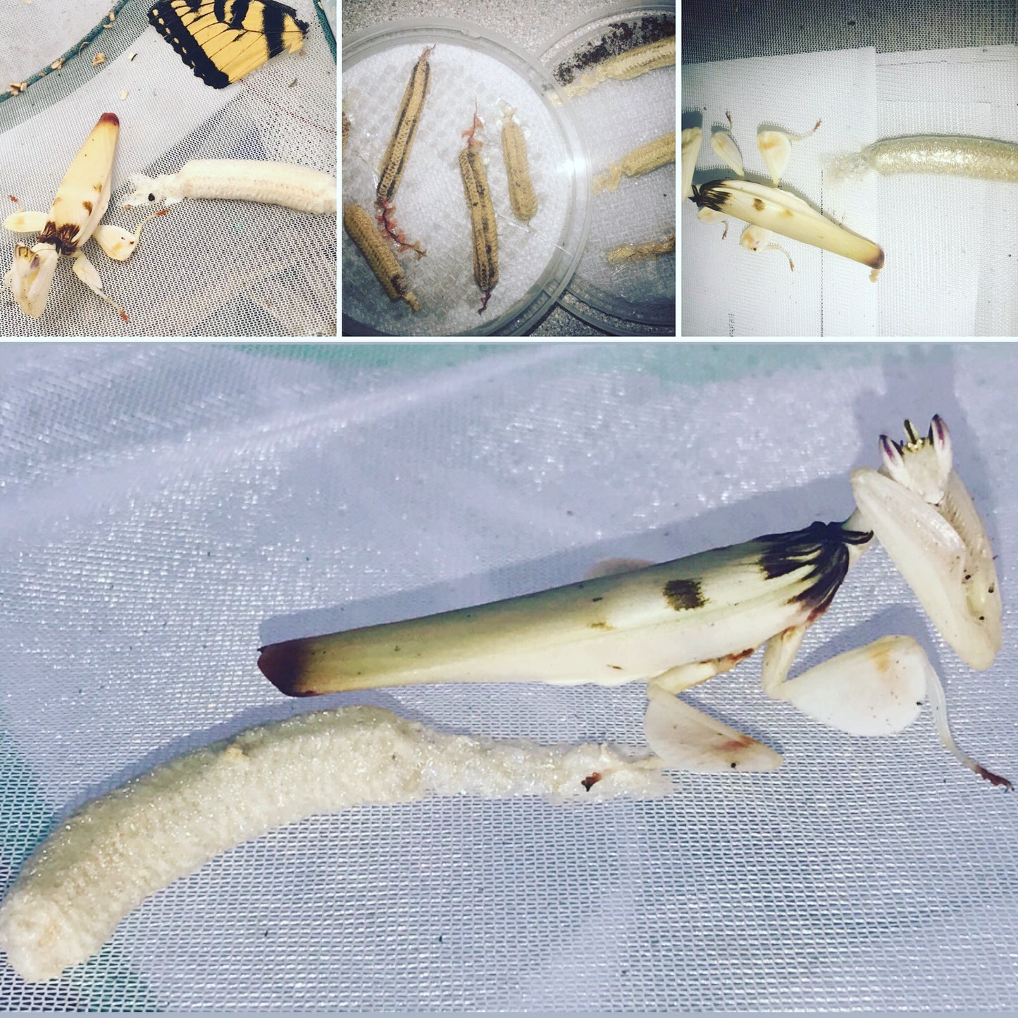 Hymenopus coronatus - Orchid Flower mantis "Kung Fu Mantis" - USMANTIS