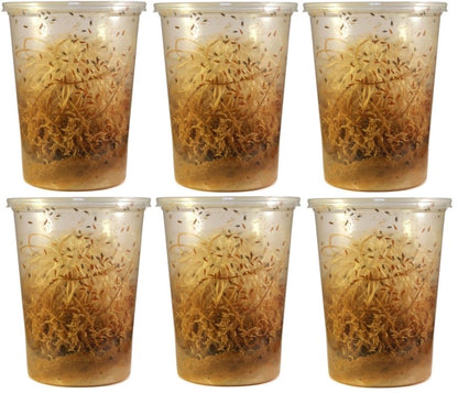 Fruit Flies Live D. Hydei Fruit Fly Cultures NEW Formula!! - USMANTIS