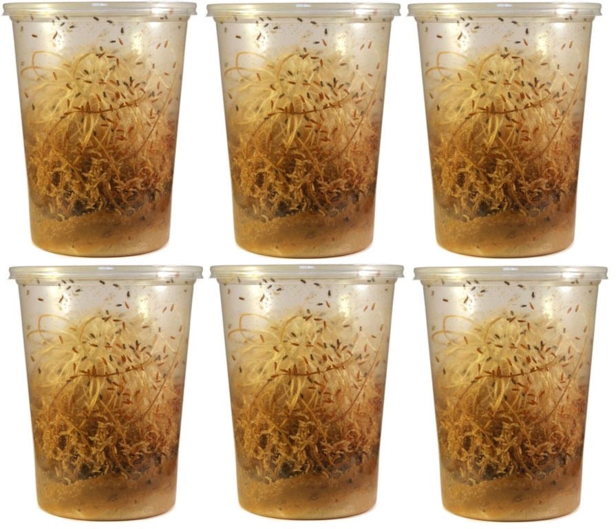 Fruit Flies Live D. Hydei Fruit Fly Cultures NEW Formula!! - USMANTIS