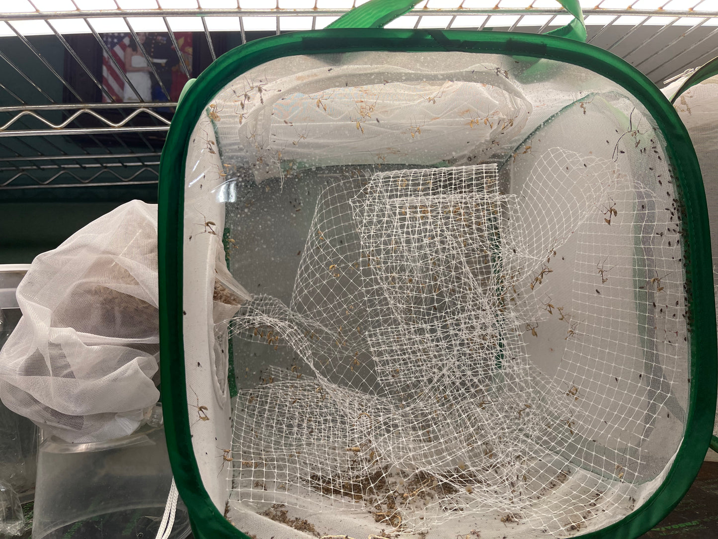 Insect and Butterfly Habitat Cage12 X 12 X 12 With Sleeve - USMANTIS