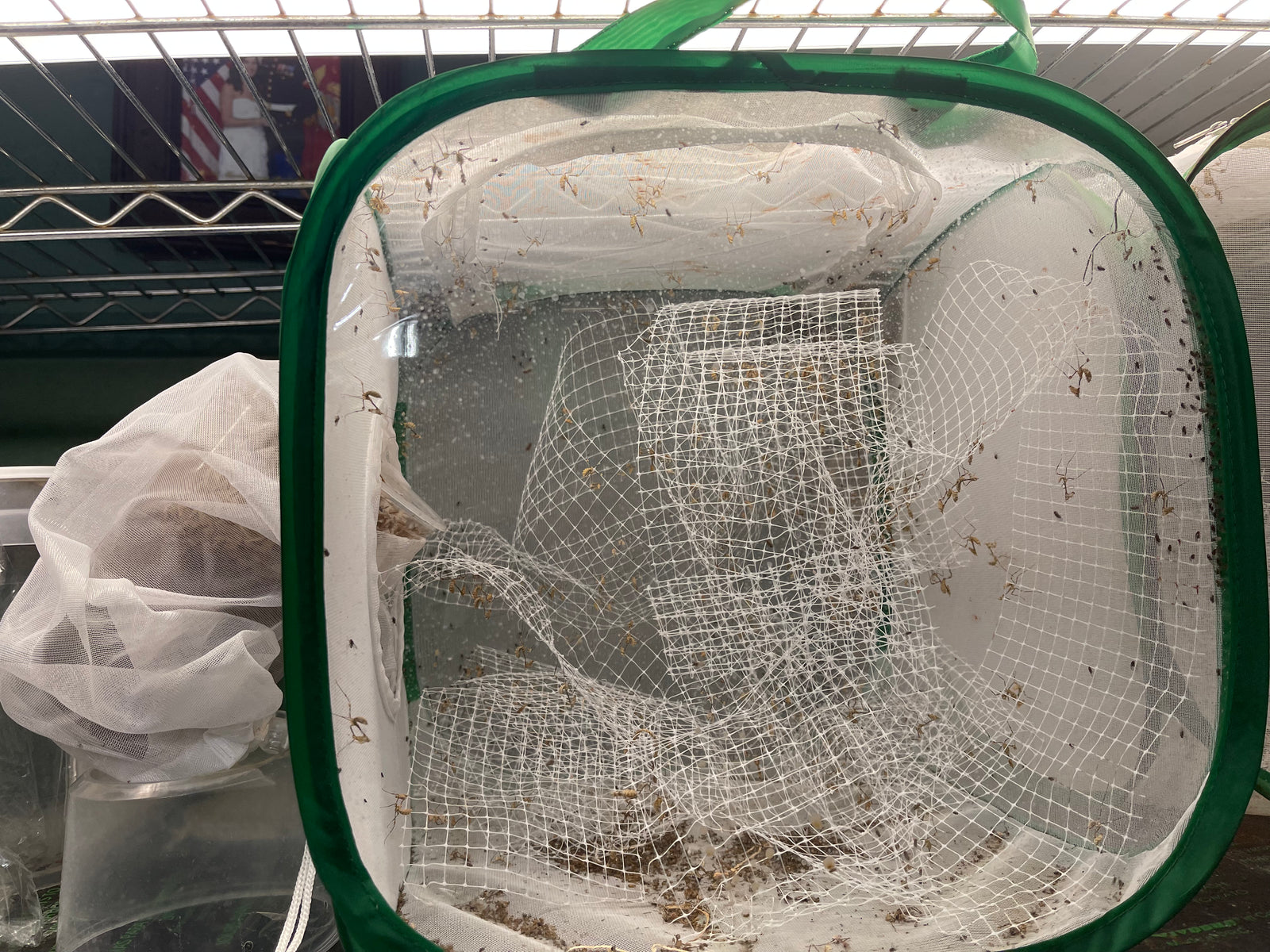 Insect and Butterfly Habitat Cage12 X 12 X 12 With Sleeve - USMANTIS