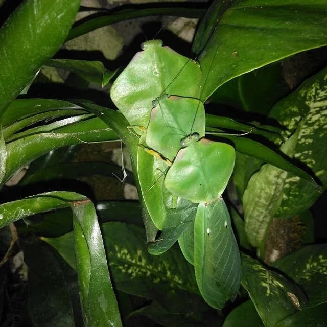 Choerdodis rhomboidea Peruvian shield mantis NEW “Cobra Mantis “ $125.00