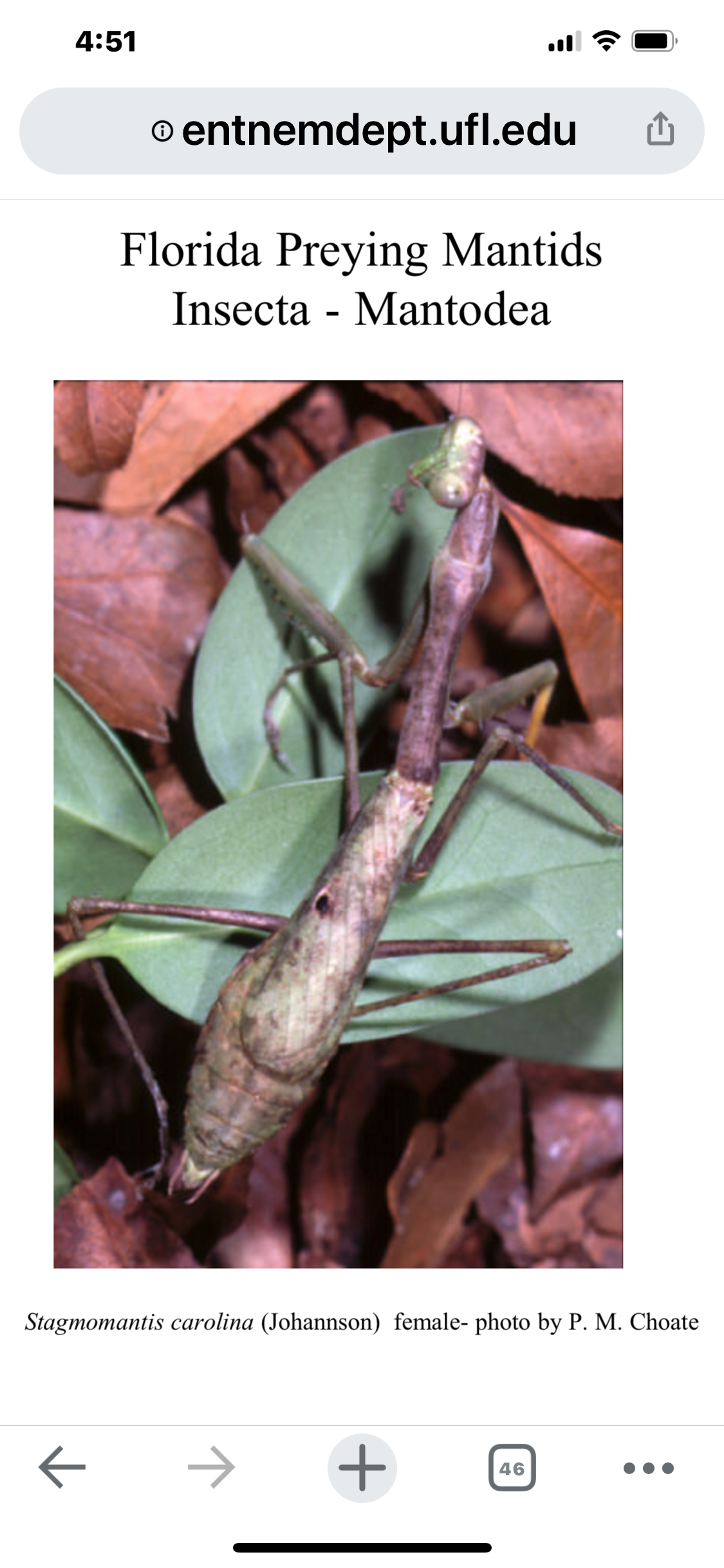 Chinese and and Carolina nymphs live - USMANTIS