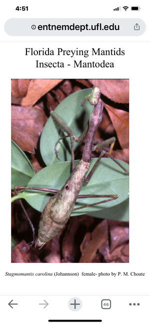 Chinese and and Carolina nymphs live